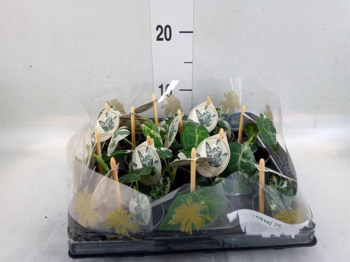 <h4>Alocasia   ...</h4>