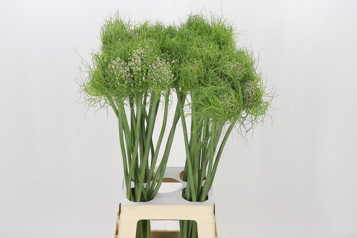 <h4>Allium Catweazle</h4>