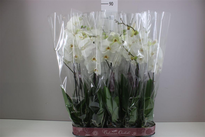 <h4>Phal Wit 1 Tak 9+</h4>