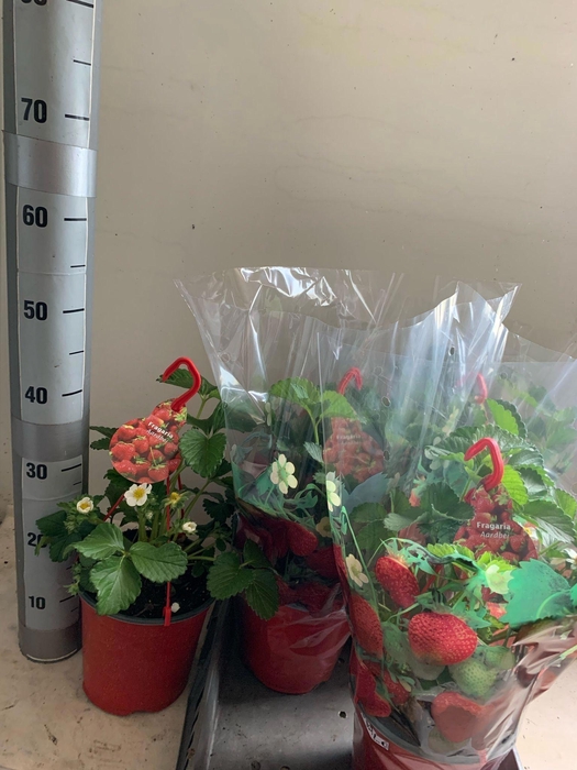 <h4>FRAG ELSANTA</h4>