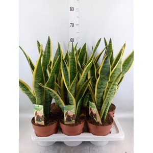 Sansevieria trifa. 'Laurentii'
