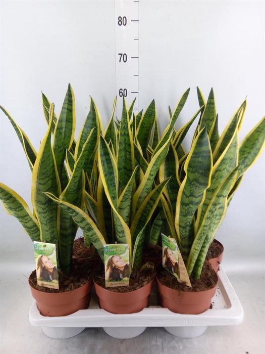 <h4>Sansevieria trifa. 'Laurentii'</h4>