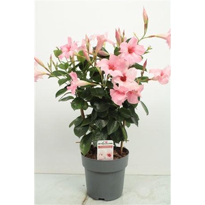 Mandev Sund Cream Trellis - 1153