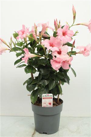 <h4>Mandev Sund Cream Trellis - 1153</h4>
