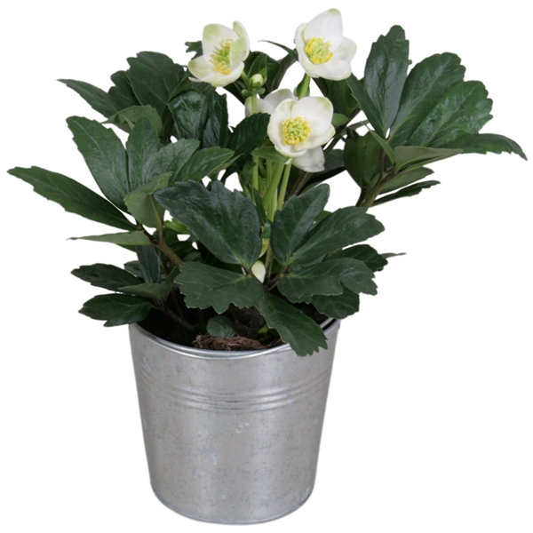 <h4>Helleborus n. Christmas Carol in zinken emmer</h4>