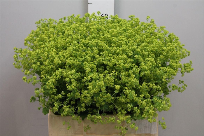 <h4>Alchem M Robustica</h4>