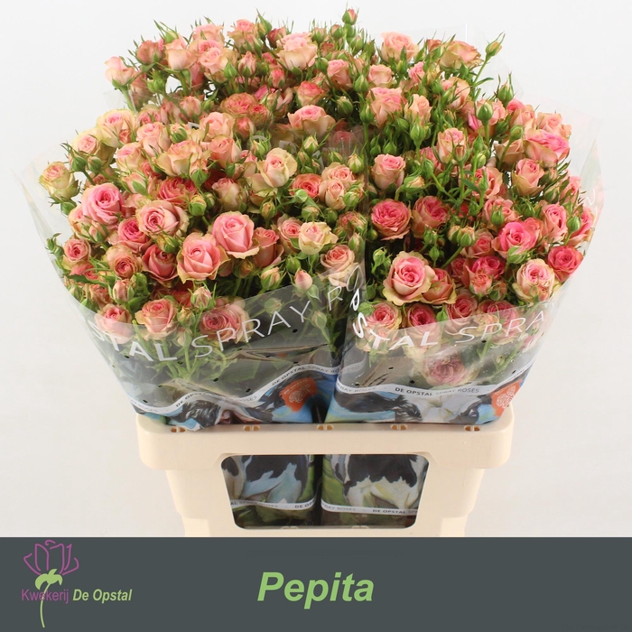 <h4>R tr Pepita</h4>