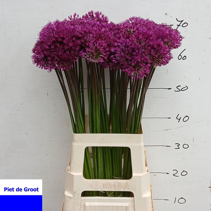 <h4>ALLIUM PURPLE SENS</h4>
