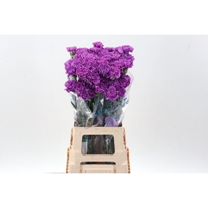 DIANTHUS ST 'FLORIGENE MOONLITE'