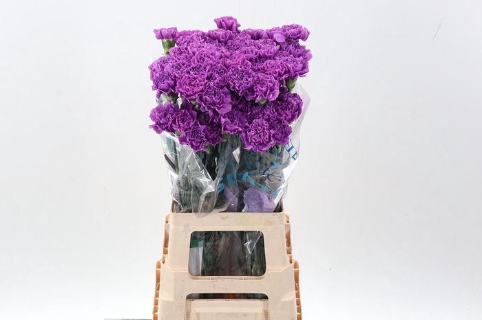 <h4>Dianthus ST 'Florigene Moonlite'</h4>