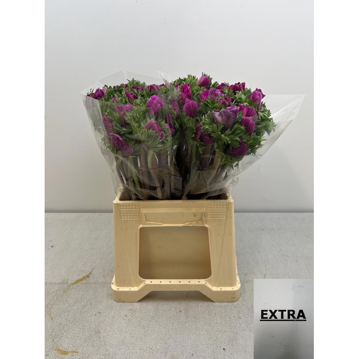 <h4>ANEM CO MIS + FUCSIA EX</h4>