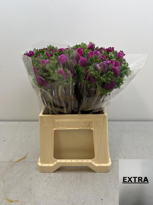 ANEM CO MIS + FUCSIA