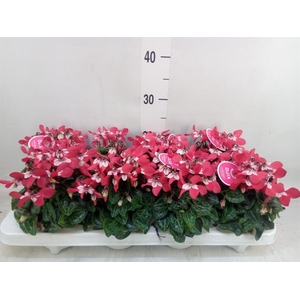Cyclamen KL 'Djix'