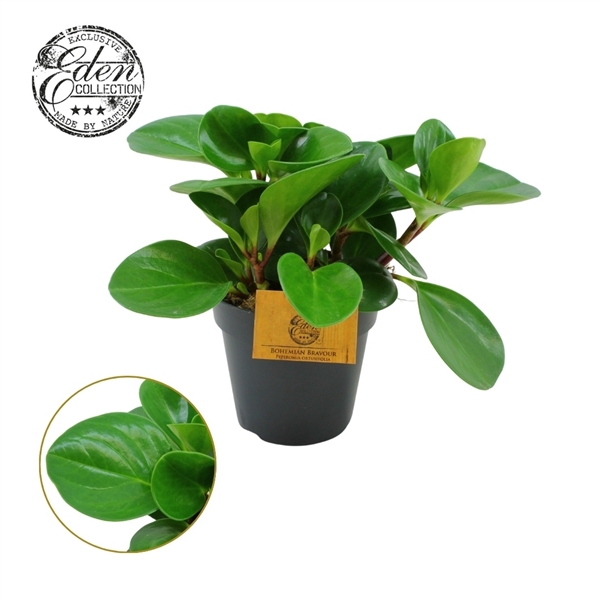 <h4>Peperomia Obtusifolia Groen 12cm</h4>