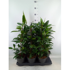 Ficus cyathistipula 'Compacta'