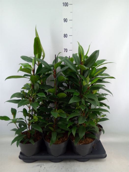 <h4>Ficus cyathistipula 'Compacta'</h4>