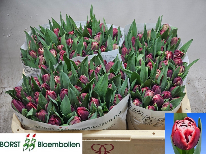 <h4>TU DU SOULMATE</h4>