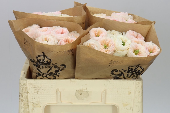 <h4>Rosa Gr Gar Tinkerbell</h4>