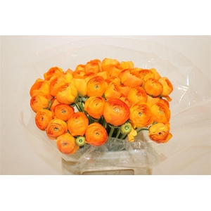 Ran Cloni Ex Lambada