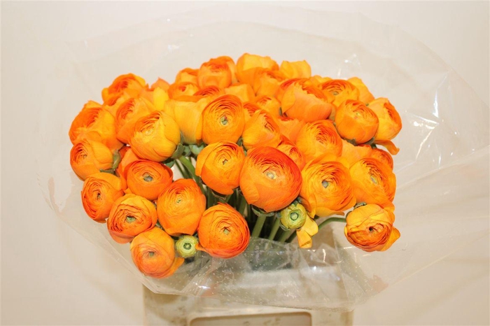 <h4>Ran Cloni Ex Lambada</h4>