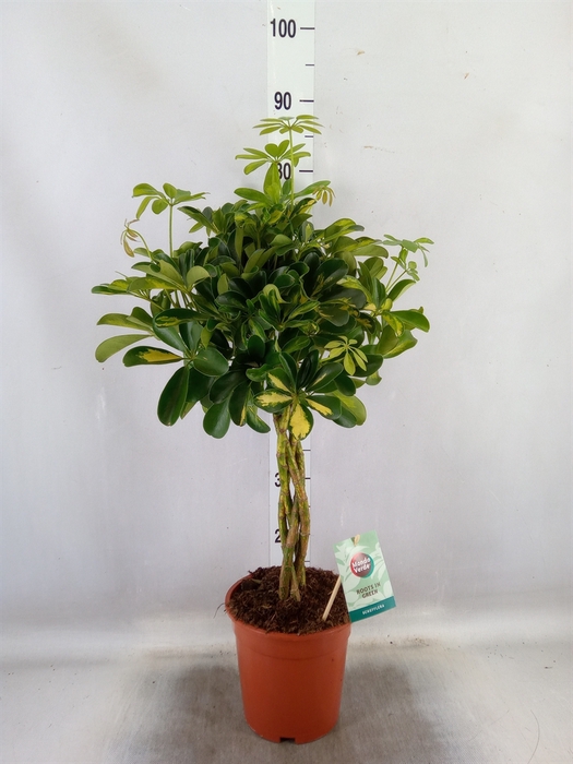 <h4>Schefflera arbor. 'Gold Capella'</h4>