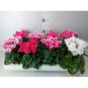 Cyclamen KL 'Compact'