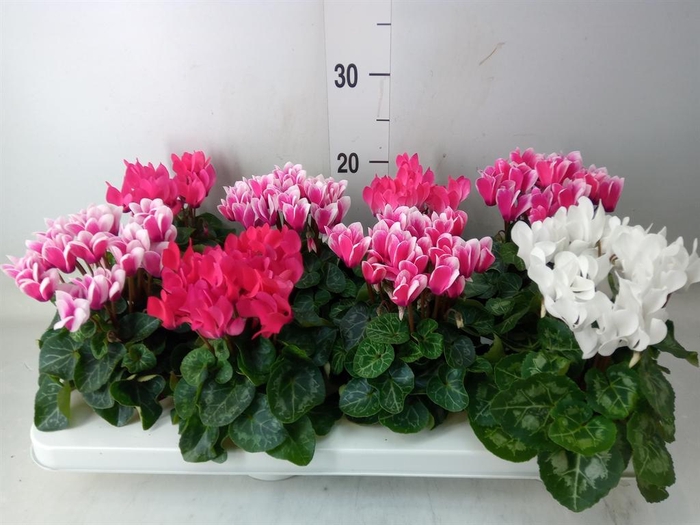<h4>Cyclamen KL 'Compact'</h4>