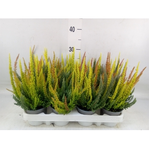 Calluna vulg. 'Skyline'   ...mix 3