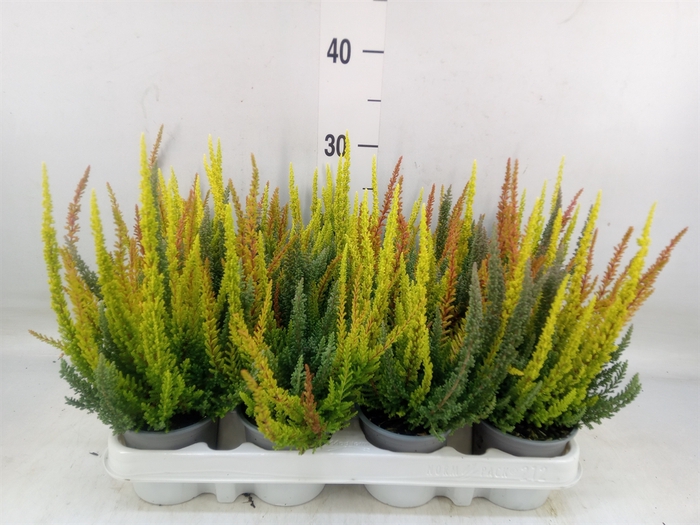 <h4>Calluna vulg. 'Skyline'   ...mix 3</h4>