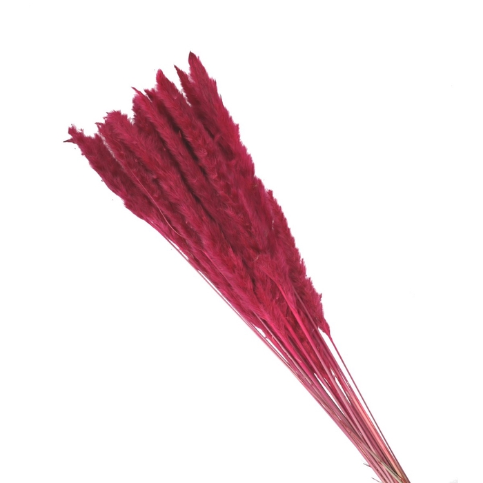 Dried flowers Pampass grass fluffy 80cm