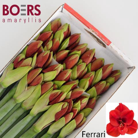 <h4>HIPP GA FERRARI</h4>