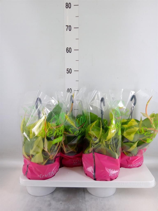 <h4>Philodendron scand. 'Brasil'</h4>