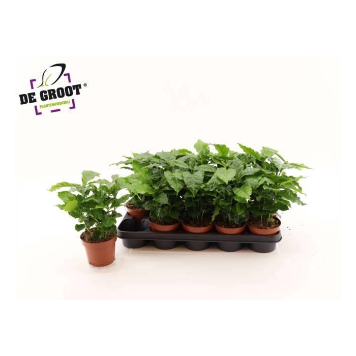 <h4>COFFEA ARABICA</h4>