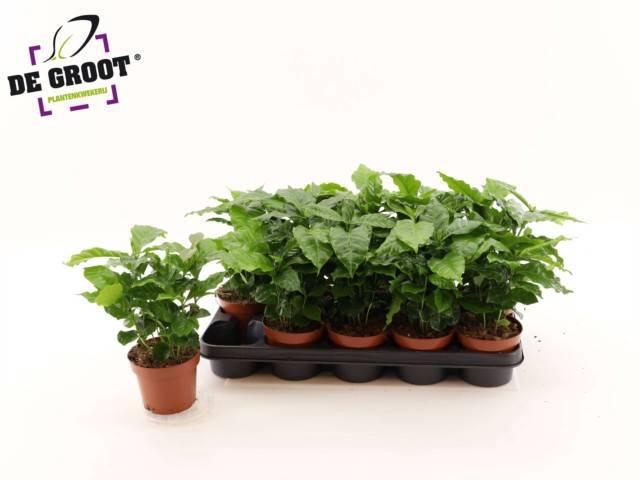 <h4>COFFEA ARABICA</h4>