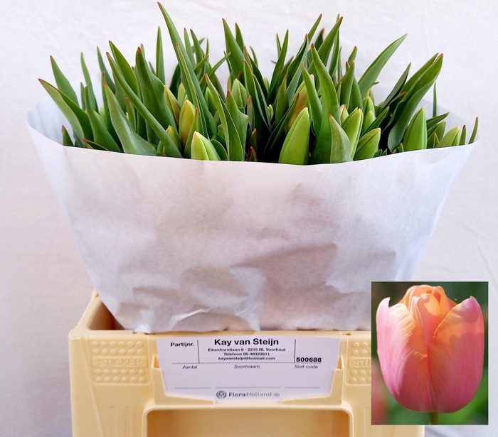 <h4>TU EN MENTON</h4>