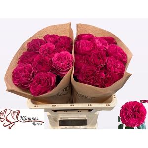 R GR CHERRY VELVET