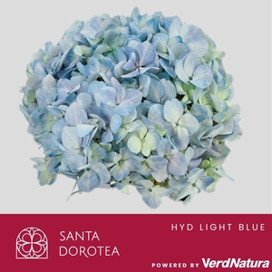 HYD Painted Light Blue PRE