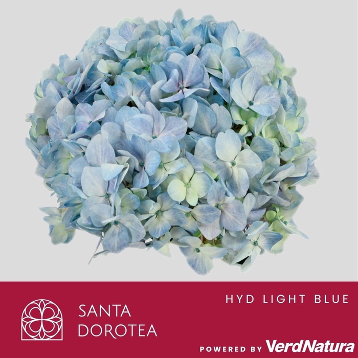 <h4>HYD Painted Light Blue PRE</h4>