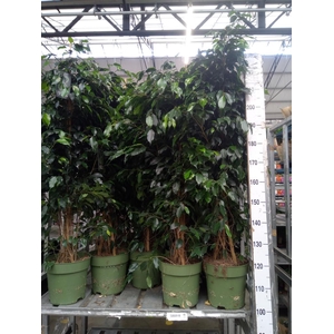 Ficus benja. 'Danielle'