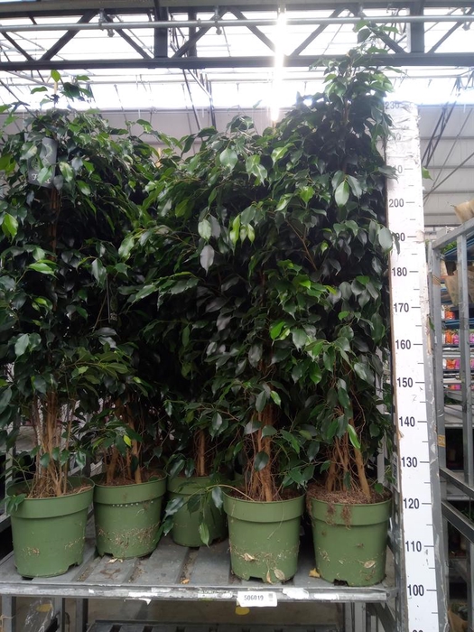 <h4>Ficus benja. 'Danielle'</h4>
