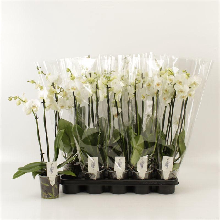 <h4>PHAL OV WIT</h4>