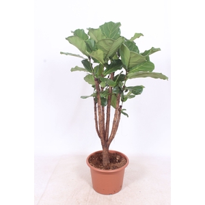 Ficus lyrata