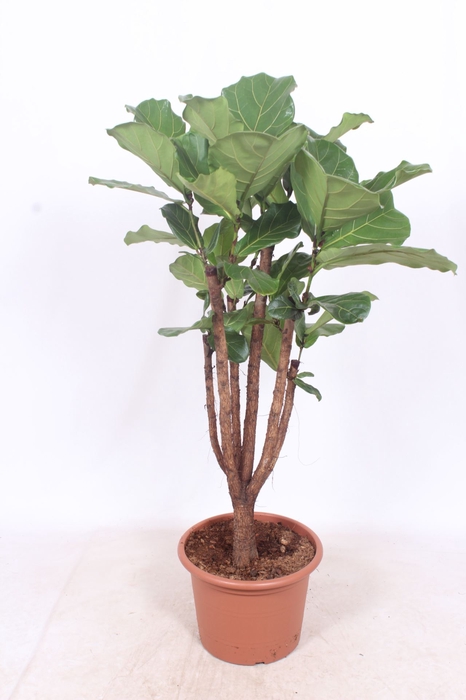 Ficus lyrata