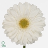 Gerbera aquabox swanlake
