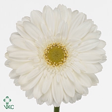 Gerbera aquabox swanlake
