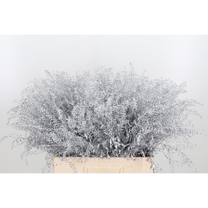 Lepidium Kl Bh Zilver