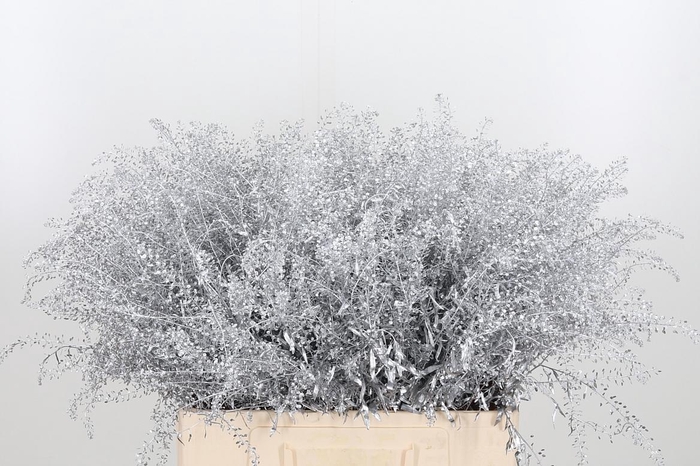 <h4>Lepidium Kl Bh Zilver</h4>