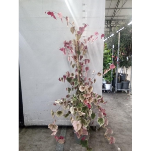Cercis canadensis