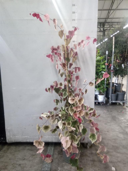 <h4>Cercis canadensis</h4>