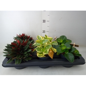 Peperomia   ...mix